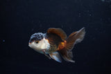 Juvenile Thai Oranda  Tricolor 3.5 Inch (ID#1213To12c-84) Free2Day SHIPPING