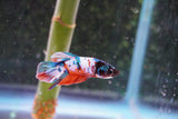 Candy Galaxy  Koi Plakat Male Betta (ID#801-M518) Free2Day SHIPPING