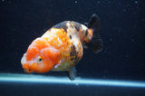 Milk Cow Ranchu  Calico 5 Inch (ID#404R10a-104) Free2Day SHIPPING