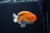 Ranchu  Sakura 4 Inch (ID#214R1c-45) Free2Day SHIPPING