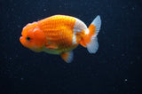 Juvenile Lionchu  Red White 3.5 Inch (ID#228R11b-20) Free2Day SHIPPING