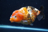 Milk Cow Ranchu  Calico 5 Inch (ID#404R10a-104) Free2Day SHIPPING