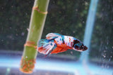 Candy Galaxy  Koi Plakat Male Betta (ID#801-M518) Free2Day SHIPPING