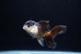 Juvenile Thai Oranda  Tricolor 3.5 Inch (ID#1213To12c-84) Free2Day SHIPPING