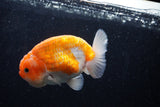 Ranchu  Sakura 4 Inch (ID#214R1c-45) Free2Day SHIPPING