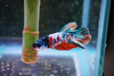 Candy Galaxy  Koi Plakat Male Betta (ID#801-M518) Free2Day SHIPPING