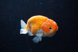Ranchu  Sakura 4 Inch (ID#214R1c-45) Free2Day SHIPPING