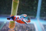 Candy Galaxy  Koi Plakat Male Betta (ID#801-M518) Free2Day SHIPPING