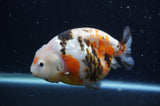 Milk Cow Ranchu  Calico 4.5 Inch (ID#408R10c-98) Free2Day SHIPPING