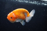 Ranchu  Sakura 4 Inch (ID#214R1c-45) Free2Day SHIPPING