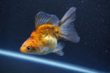 Ryukin  Calico 4 Inch (ID#1011Ry7a-1) Free2Day SHIPPING