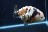 Milk Cow Ranchu  Calico 4.5 Inch (ID#408R10c-98) Free2Day SHIPPING