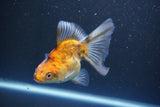 Ryukin  Calico 4 Inch (ID#1011Ry7a-1) Free2Day SHIPPING