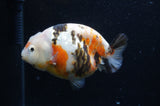 Milk Cow Ranchu  Calico 4.5 Inch (ID#408R10c-98) Free2Day SHIPPING