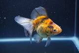 Ryukin  Calico 4 Inch (ID#1011Ry7a-1) Free2Day SHIPPING