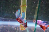 Candy Galaxy  Koi Plakat Male Betta (ID#801-M519) Free2Day SHIPPING