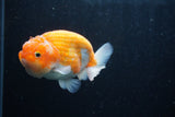 Ranchu  Sakura 4 Inch (ID#214R1c-45) Free2Day SHIPPING