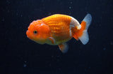 Juvenile Lionchu  Red White 3.5 Inch (ID#228R11b-20) Free2Day SHIPPING