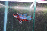 Candy Galaxy  Koi Plakat Male Betta (ID#801-M519) Free2Day SHIPPING