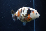 Milk Cow Ranchu  Calico 4.5 Inch (ID#408R10c-98) Free2Day SHIPPING