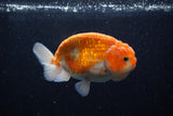Ranchu  Sakura 4 Inch (ID#214R1c-45) Free2Day SHIPPING
