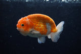 Ranchu  Sakura 4 Inch (ID#214R1c-45) Free2Day SHIPPING