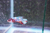 Candy Galaxy  Koi Plakat Male Betta (ID#801-M519) Free2Day SHIPPING