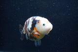 Milk Cow Ranchu  Calico 4.5 Inch (ID#408R10c-98) Free2Day SHIPPING
