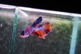 Candy Galaxy  Koi Plakat Male Betta (ID#801-M520) Free2Day SHIPPING