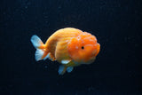 Ranchu  Sakura 4 Inch (ID#214R1c-46) Free2Day SHIPPING