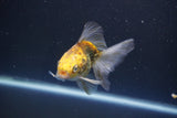 Ryukin  Calico 3.5 Inch (ID#1011Ry7a-2) Free2Day SHIPPING