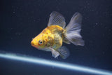 Ryukin  Calico 3.5 Inch (ID#1011Ry7a-2) Free2Day SHIPPING