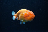 Ranchu  Sakura 4 Inch (ID#214R1c-46) Free2Day SHIPPING
