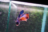 Candy Galaxy  Koi Plakat Male Betta (ID#801-M520) Free2Day SHIPPING