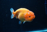 Ranchu  Sakura 4 Inch (ID#214R1c-46) Free2Day SHIPPING