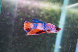 Candy Galaxy  Koi Plakat Male Betta (ID#801-M520) Free2Day SHIPPING