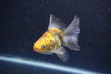 Ryukin  Calico 3.5 Inch (ID#1011Ry7a-2) Free2Day SHIPPING