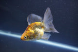 Ryukin  Calico 3.5 Inch (ID#1011Ry7a-2) Free2Day SHIPPING