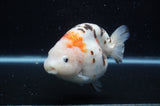 Milk Cow Ranchu  Calico 5 Inch (ID#408R10c-99) Free2Day SHIPPING