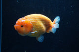 Ranchu  Sakura 4 Inch (ID#214R1c-46) Free2Day SHIPPING
