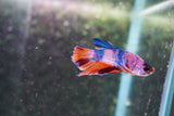 Candy Galaxy  Koi Plakat Male Betta (ID#801-M520) Free2Day SHIPPING