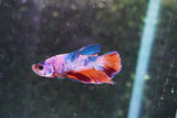 Candy Galaxy  Koi Plakat Male Betta (ID#801-M520) Free2Day SHIPPING