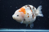 Milk Cow Ranchu  Calico 5 Inch (ID#408R10c-99) Free2Day SHIPPING