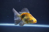 Ryukin  Calico 3.5 Inch (ID#1011Ry7a-2) Free2Day SHIPPING