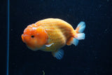 Ranchu  Sakura 4 Inch (ID#214R1c-46) Free2Day SHIPPING