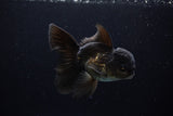 Juvenile Thai Oranda  Black 4.5 Inch (ID#1217To12c-73) Free2Day SHIPPING