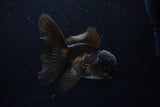 Juvenile Thai Oranda  Black 4.5 Inch (ID#1217To12c-73) Free2Day SHIPPING