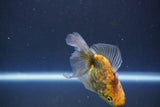 Ryukin  Calico 3.5 Inch (ID#1011Ry7a-2) Free2Day SHIPPING