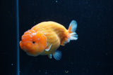 Ranchu  Sakura 4 Inch (ID#214R1c-46) Free2Day SHIPPING