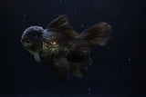 Juvenile Thai Oranda  Black 4.5 Inch (ID#1217To12c-73) Free2Day SHIPPING